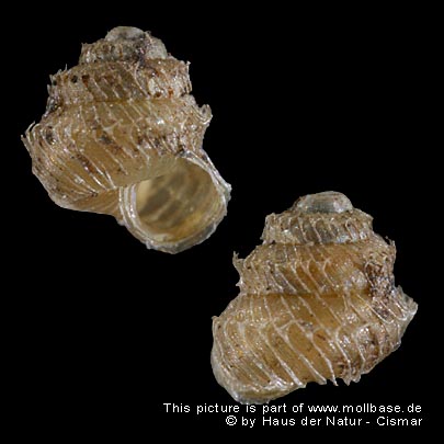 Acanthinula aculeata, Gehäusebild