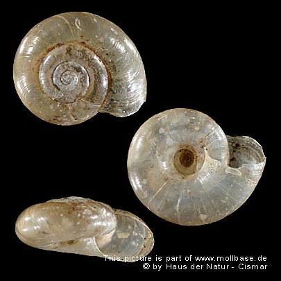 Aegopinella minor, Gehäusebild
