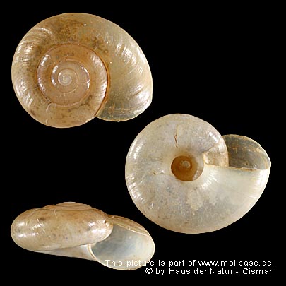 Aegopinella nitens, Gehäusebild
