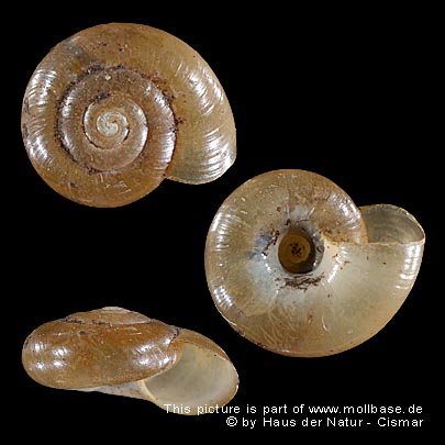 Aegopinella nitidula, Gehäusebild