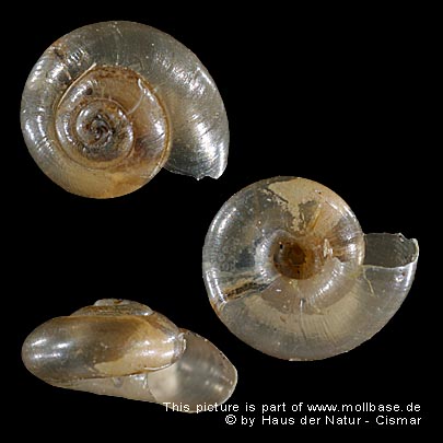 Aegopinella pura, Gehäusebild