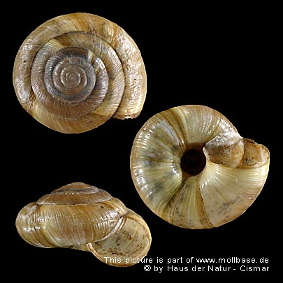Aegopis verticillus