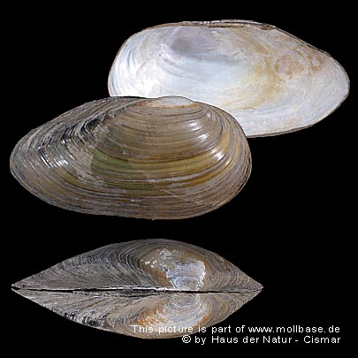 Anodonta (Anodonta) cygnea, Gehäusebild