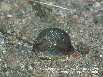 Arion (Carinarion) circumscriptus, Lebendbild