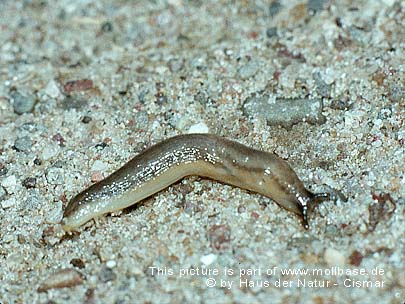 Arion (Carinarion) fasciatus, Lebendbild