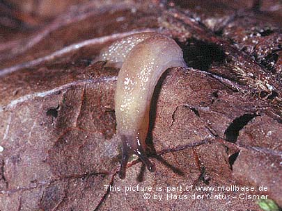 Arion (Kobeltia) intermedius, Lebendbild