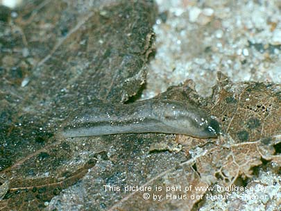 Arion (Carinarion) silvaticus, Lebendbild