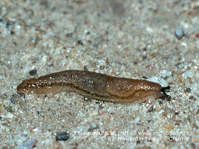 Arion (Mesarion) subfuscus, Lebendbild