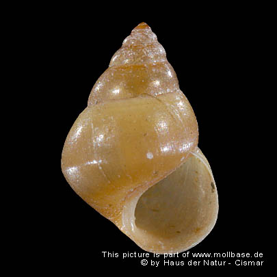 Assiminea (Assiminea) grayana, Gehäusebild