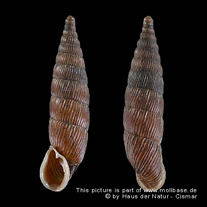 Balea (Alinda) biplicata, Gehäusebild