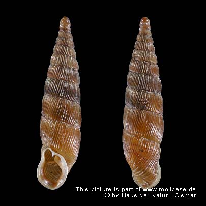 Balea (Alinda) biplicata, Gehäusebild