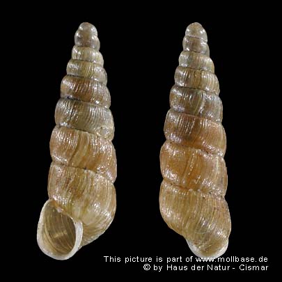 Balea (Balea) perversa, Gehäusebild