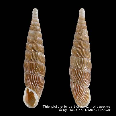 Bulgarica (Strigilecula) cana, Gehäusebild