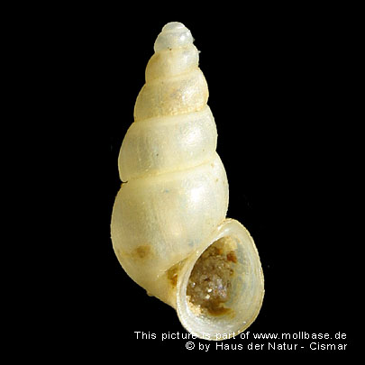Bythiospeum suevicum, Gehäusebild, Topotypus