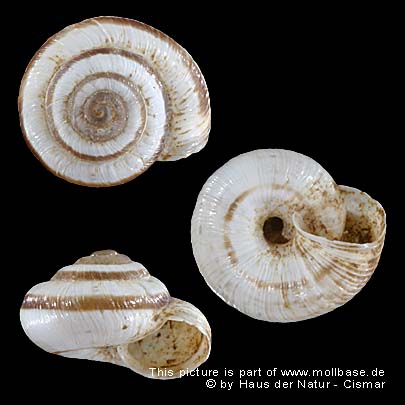 Candidula unifasciata, Gehäusebild