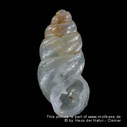 Carychium tridentatum, Gehäusebild