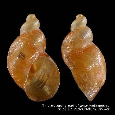 Quickella arenaria, Gehäusebild