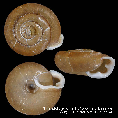 Causa holosericea, Gehäuse