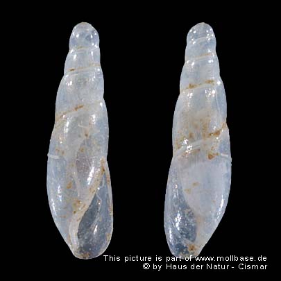 Cecilioides (Cecilioides) acicula, Gehäusebild