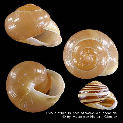 Cepaea hortensis, Gehäusebild und eine Farbvariante