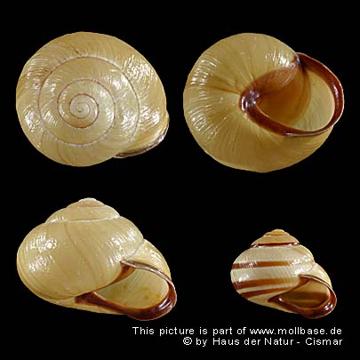Cepaea nemoralis, Gehäusebild und eine Farbvariante