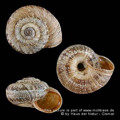 Cernuella (Cernuella) cisalpina, Gehäuse