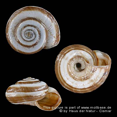 Cernuella (Xerocincta) neglecta, Gehäusebild
