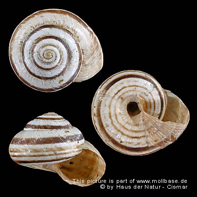 Cernuella (Cernuella) virgata, Gehäuse