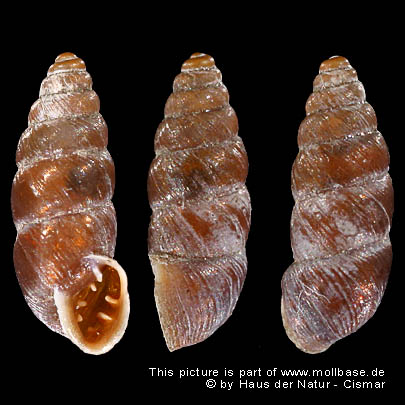 Chondrina avenacea, Gehäuse, HNC27060