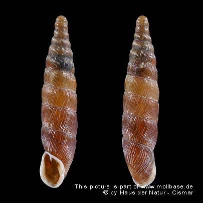 Clausilia (Clausilia) bidentata, Gehäusebild