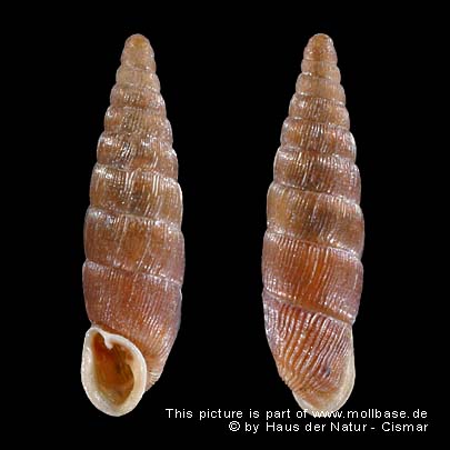 Clausilia (Clausilia) cruciata, Gehäusebild - Rügen