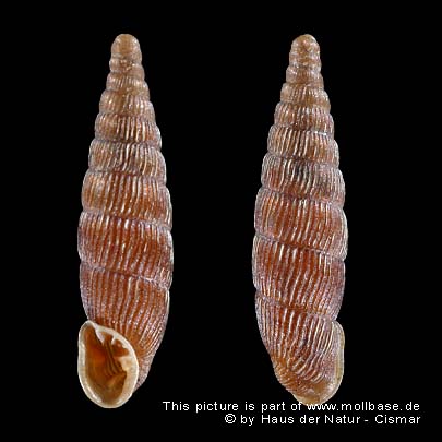 Clausilia (Clausilia) cruciata, Gehäusebild - Augsburg