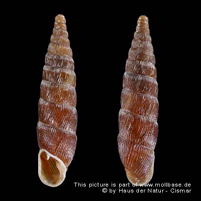 Clausilia (Andraea) dubia, Gehäusebild