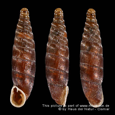 Clausilia rugosa parvula, Gehäuse