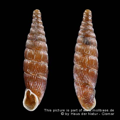 Clausilia (Clausilia) pumila, Gehäusebild