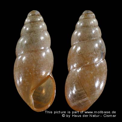 Cochlicopa lubrica, Gehäusebild