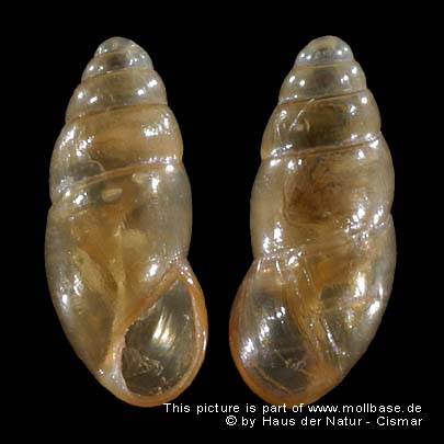 Cochlicopa lubricella, Gehäusebild