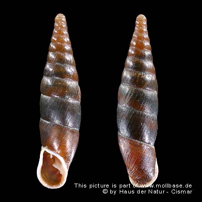 Cochlodina (Cochlodina) laminata, Gehäusebild