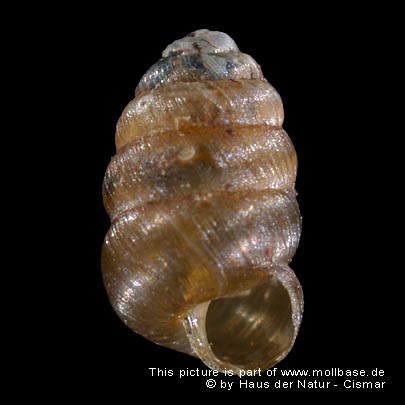 Columella aspera, Gehäusebild