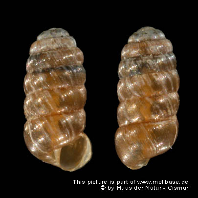 Columella columella columella, Gehäuse der nordeuropäischen Unterart