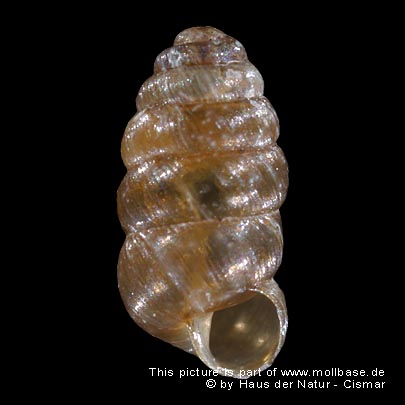 Columella edentula, Gehäusebild