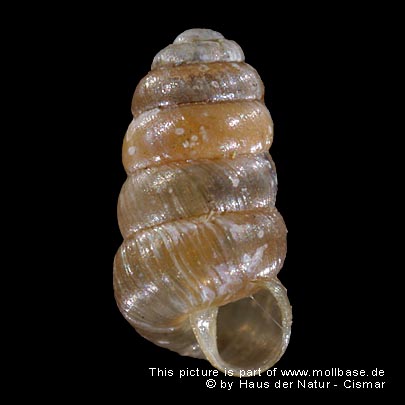 Columella edentula, Gehäusebild 2