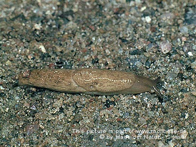 Deroceras (Agriolimax) lothari