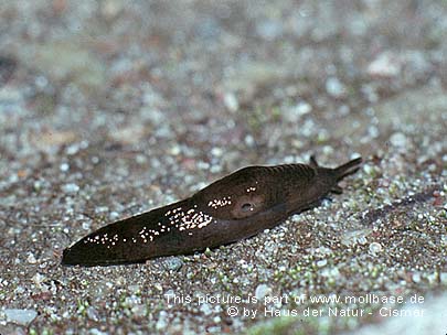 Deroceras (Deroceras) panormitanum, Lebendbild