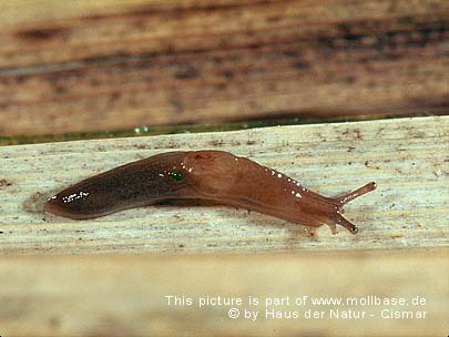 Deroceras (Deroceras) laeve, Lebendbild