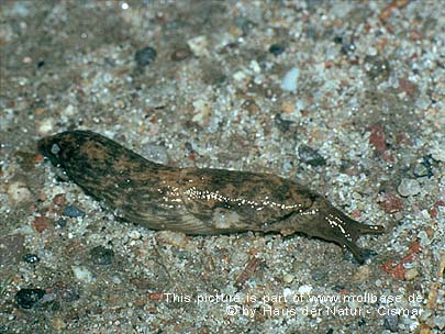 Deroceras (Agriolimax) reticulatum, Lebendbild