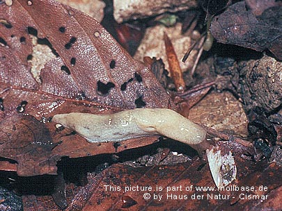 Deroceras (Malino) rodnae