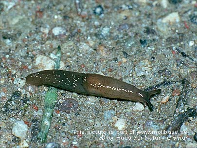 Deroceras (Deroceras) sturanyi, Lebendbild
