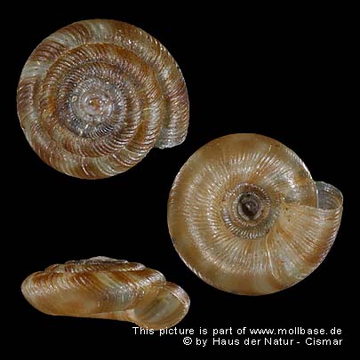 Discus (Gonyodiscus) rotundatus, Gehäusebild