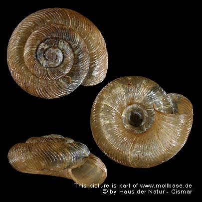 Discus (Discus) ruderatus, Gehäusebild